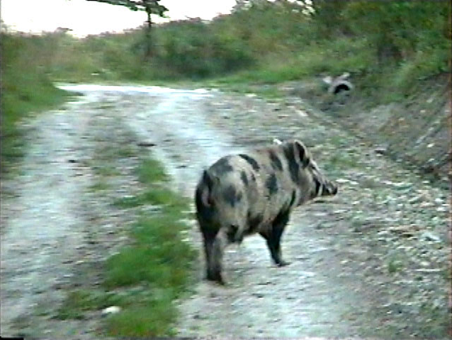 Dzik na drodze w Kopysnie